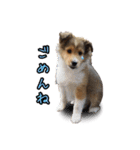 シェルティ犬★ベア＆ルチェ（個別スタンプ：13）