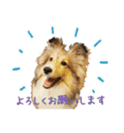 シェルティ犬★ベア＆ルチェ（個別スタンプ：14）