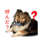 シェルティ犬★ベア＆ルチェ（個別スタンプ：15）