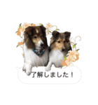 シェルティ犬★ベア＆ルチェ（個別スタンプ：16）