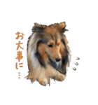 シェルティ犬★ベア＆ルチェ（個別スタンプ：17）