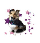 シェルティ犬★ベア＆ルチェ（個別スタンプ：20）