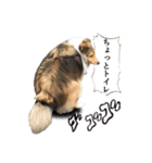 シェルティ犬★ベア＆ルチェ（個別スタンプ：22）