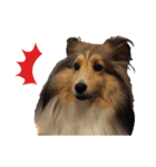 シェルティ犬★ベア＆ルチェ（個別スタンプ：23）