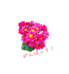 花のつぶやき（個別スタンプ：5）