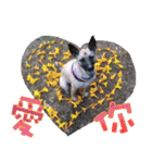 Mix dog Obee's sticker (life)（個別スタンプ：1）