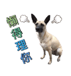 Mix dog Obee's sticker (life)（個別スタンプ：2）