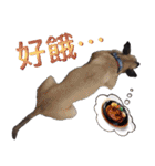 Mix dog Obee's sticker (life)（個別スタンプ：3）