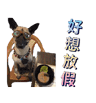 Mix dog Obee's sticker (life)（個別スタンプ：4）