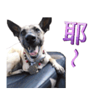 Mix dog Obee's sticker (life)（個別スタンプ：5）