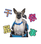 Mix dog Obee's sticker (life)（個別スタンプ：6）