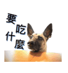 Mix dog Obee's sticker (life)（個別スタンプ：7）