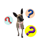 Mix dog Obee's sticker (life)（個別スタンプ：8）