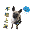 Mix dog Obee's sticker (life)（個別スタンプ：9）