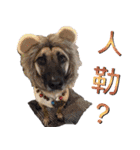 Mix dog Obee's sticker (life)（個別スタンプ：10）
