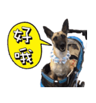Mix dog Obee's sticker (life)（個別スタンプ：11）