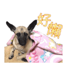 Mix dog Obee's sticker (life)（個別スタンプ：12）