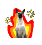 Mix dog Obee's sticker (life)（個別スタンプ：14）