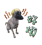 Mix dog Obee's sticker (life)（個別スタンプ：15）