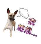 Mix dog Obee's sticker (life)（個別スタンプ：16）