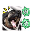Mix dog Obee's sticker (life)（個別スタンプ：17）