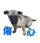 Mix dog Obee's sticker (life)（個別スタンプ：18）
