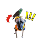 Mix dog Obee's sticker (life)（個別スタンプ：19）