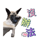 Mix dog Obee's sticker (life)（個別スタンプ：20）
