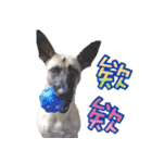 Mix dog Obee's sticker (life)（個別スタンプ：21）