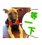 Mix dog Obee's sticker (life)（個別スタンプ：22）