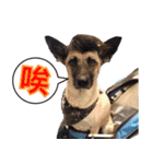 Mix dog Obee's sticker (life)（個別スタンプ：23）