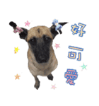 Mix dog Obee's sticker (life)（個別スタンプ：24）
