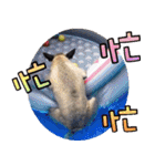 Mix dog Obee's sticker (life)（個別スタンプ：25）