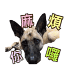 Mix dog Obee's sticker (life)（個別スタンプ：27）