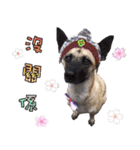 Mix dog Obee's sticker (life)（個別スタンプ：28）