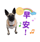Mix dog Obee's sticker (life)（個別スタンプ：29）