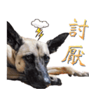 Mix dog Obee's sticker (life)（個別スタンプ：30）