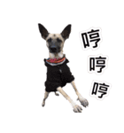 Mix dog Obee's sticker (life)（個別スタンプ：31）