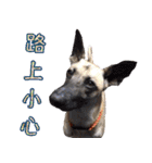 Mix dog Obee's sticker (life)（個別スタンプ：32）