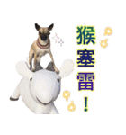 Mix dog Obee's sticker (life)（個別スタンプ：33）
