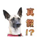 Mix dog Obee's sticker (life)（個別スタンプ：35）