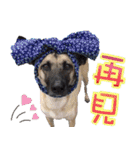 Mix dog Obee's sticker (life)（個別スタンプ：36）