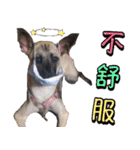 Mix dog Obee's sticker (life)（個別スタンプ：37）