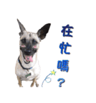 Mix dog Obee's sticker (life)（個別スタンプ：38）