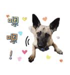 Mix dog Obee's sticker (life)（個別スタンプ：39）
