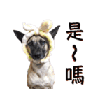 Mix dog Obee's sticker (life)（個別スタンプ：40）