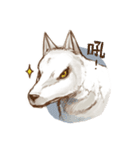 ookami da wolf（個別スタンプ：24）
