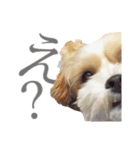 マルシーズー。（個別スタンプ：4）