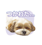 マルシーズー。（個別スタンプ：6）