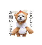 マルシーズー。（個別スタンプ：8）